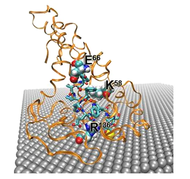 Peptide Sensing Troponin I