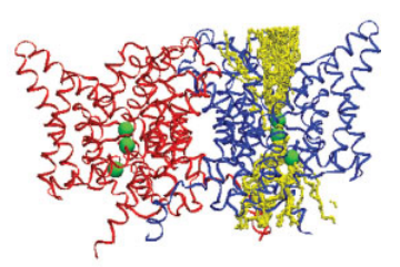 Chloride channel pathway